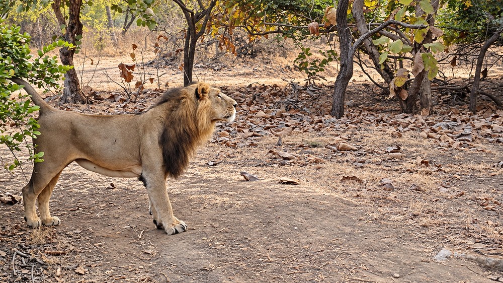 An Asiatic lion standing on a forest trail in Gir, among dry leaves and trees