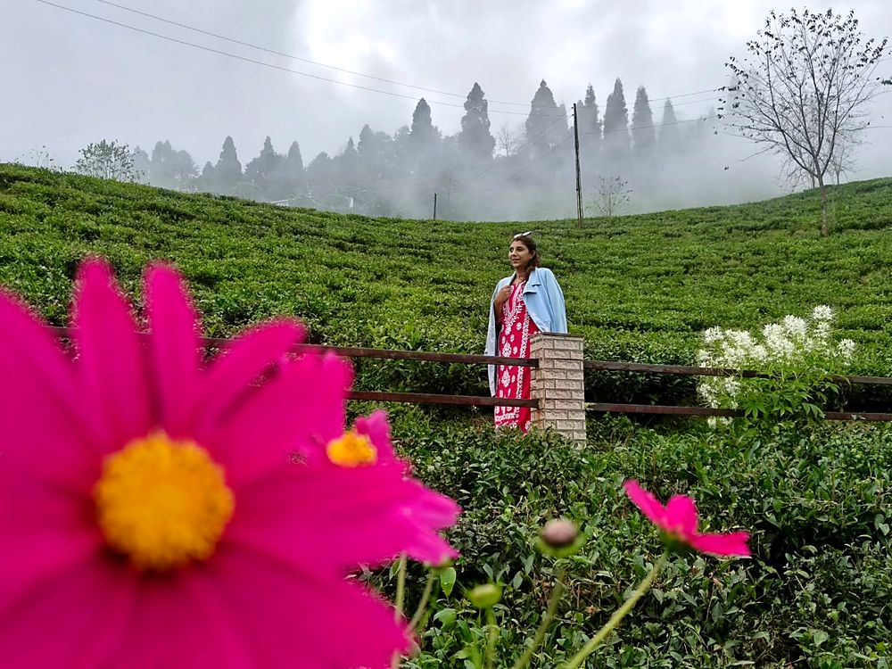 Temi tea garden in the mist, a pink cosmos flower in the foreground